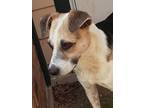 Adopt Baron a Tricolor (Tan/Brown & Black & White) Beagle / Mixed dog in Avon