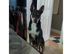 Adopt Mortimer a Carolina Dog / Mixed dog in Bloomington, IN (39760453)