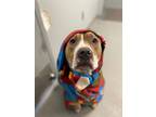 Adopt Awesome Abe a American Pit Bull Terrier / Mixed dog in Bloomington