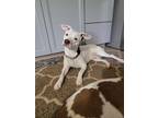 Adopt Ringo a White - with Brown or Chocolate Labrador Retriever / Terrier
