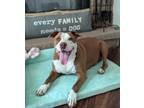Adopt Paula Deene a American Staffordshire Terrier / Pointer / Mixed dog in