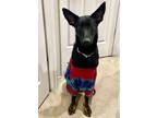 Adopt Fae a Black Shepherd (Unknown Type) / Mixed Breed (Medium) / Mixed (short