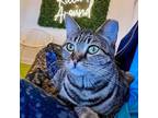 Adopt Cinnamon a Gray, Blue or Silver Tabby Domestic Shorthair (short coat) cat