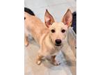 Adopt Shorty a Tan/Yellow/Fawn - with White Carolina Dog / Mixed Breed (Medium)
