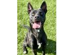 Adopt Jimmy a Black Labrador Retriever / Mixed Breed (Medium) / Mixed (short