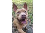 Adopt Muffin a Brindle Mixed Breed (Small) / Mixed Breed (Medium) / Mixed (short
