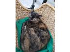 Adopt Chester and Mocha a Tortoiseshell Domestic Shorthair (short coat) cat in