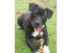 Adopt Brisco a Black - with White American Staffordshire Terrier / Mixed Breed