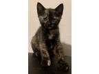 Adopt Trixie a Tortoiseshell Calico (short coat) cat in Greeneville