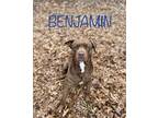 Adopt Ben a Brown/Chocolate American Staffordshire Terrier / Labrador Retriever