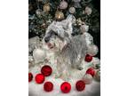 Adopt Jazz a Gray/Blue/Silver/Salt & Pepper Miniature Schnauzer / Cairn Terrier