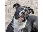 Adopt Meatball boyl a Black - with White American Pit Bull Terrier / Mixed dog
