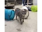Adopt Daisy a Gray, Blue or Silver Tabby Tabby (short coat) cat in