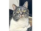 Adopt Infiniti a Brown Tabby Domestic Shorthair / Mixed Breed (Medium) / Mixed