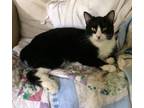 Adopt Panda a Black & White or Tuxedo American Bobtail / Mixed (short coat) cat