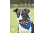 Adopt Beaux a White - with Black Pit Bull Terrier / Mixed dog in Atascocita