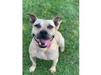 Adopt Dottie a American Staffordshire Terrier / Mixed dog in Darlington