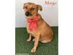 Adopt Margo a Tan/Yellow/Fawn Dachshund / Corgi / Mixed dog in San Diego