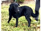 Adopt Midnight a Black - with White Flat-Coated Retriever / Mixed dog in
