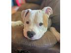 Adopt Cane a Pit Bull Terrier / Mixed dog in Roxboro, NC (40387999)