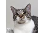 Adopt Sprite a Brown Tabby Domestic Shorthair (short coat) cat in Dundee