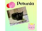 Adopt Petunia a All Black Domestic Shorthair (short coat) cat in Buffalo