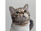 Adopt Bluebell a Brown Tabby Domestic Shorthair (short coat) cat in Dundee