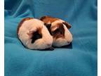 Adopt Casanova and Cuddle Bug a Guinea Pig small animal in South Bend