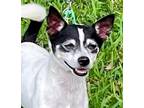 Adopt Suky a White - with Black Rat Terrier / Mixed dog in Miami, FL (40690607)