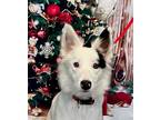 Adopt Lily a White - with Black Border Collie / Mixed dog in Dacula
