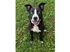 Adopt ZURI a Black - with White Labrador Retriever / Husky / Mixed dog in Salem