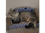 Adopt Moira a Brown Tabby Domestic Shorthair / Mixed Breed (Medium) / Mixed