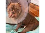 Adopt Dolly a Gray/Blue/Silver/Salt & Pepper American Pit Bull Terrier / French