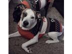 Adopt Shiloh a Tricolor (Tan/Brown & Black & White) Pit Bull Terrier / Mixed dog