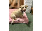 Adopt Toby a White - with Tan, Yellow or Fawn Labrador Retriever / Basset Hound