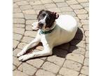 Adopt Dottie a Black - with White Pointer / Mixed dog in Doylestown
