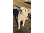 Adopt Nicholas a White Great Pyrenees / Mixed dog in Earl, NC (40691819)