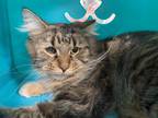 Adopt Turkey (In Foster) a Brown Tabby Domestic Mediumhair / Mixed Breed