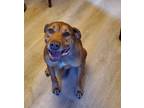 Adopt Maddie a Brown/Chocolate - with Tan Doberman Pinscher / Pit Bull Terrier /