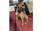 Adopt Danna a Tan/Yellow/Fawn - with Black Labrador Retriever / Boxer / Mixed