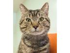 Adopt Harold a Brown Tabby Domestic Shorthair / Mixed Breed (Medium) / Mixed