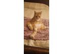Adopt Lightning a Orange or Red Tabby Domestic Shorthair / Mixed (short coat)