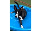 Adopt Ramone a Black Border Collie / Mixed dog in El Paso, TX (40687986)