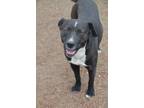 Adopt Demian a Black - with White Mixed Breed (Medium) / Labrador Retriever /