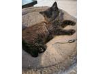 Adopt Tony a All Black American Shorthair / Mixed (medium coat) cat in