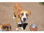 Adopt Raisa a Brown/Chocolate - with White Mixed Breed (Medium) / Labrador