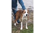 Adopt Rebel a Tan/Yellow/Fawn - with White American Staffordshire Terrier /