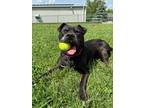 Adopt Harper a American Pit Bull Terrier / Mixed dog in Bloomington