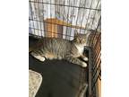 Adopt Olivia Walton a Brown Tabby Domestic Shorthair / Mixed (short coat) cat in