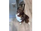 Adopt rusty a Australian Shepherd / Border Collie dog in Discovery Bay